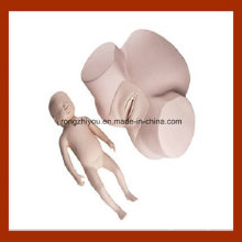 High Quality Medical Midwifery Training Model, Pelvis with Fetal Head Practice Model